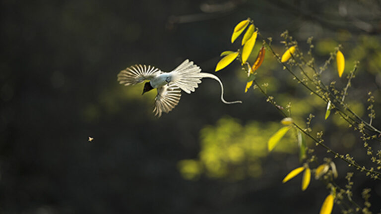 Chen Weimin - Warm-spring